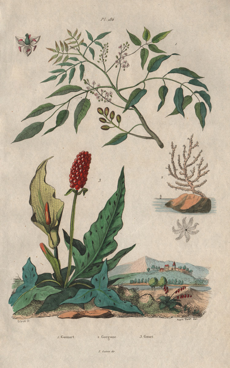 Gomart. Gorgonian coral. Gouet (Italian Arum) 1833 old antique print picture